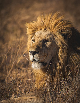 Serengeti.jpg