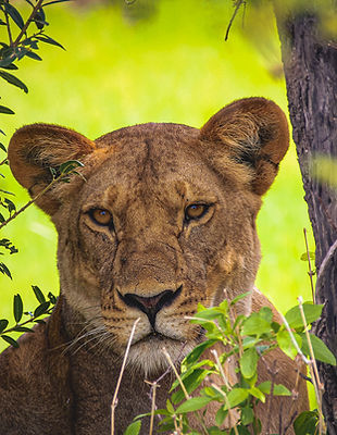 Ruaha.jpg