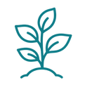 plant_3_established_growth.png