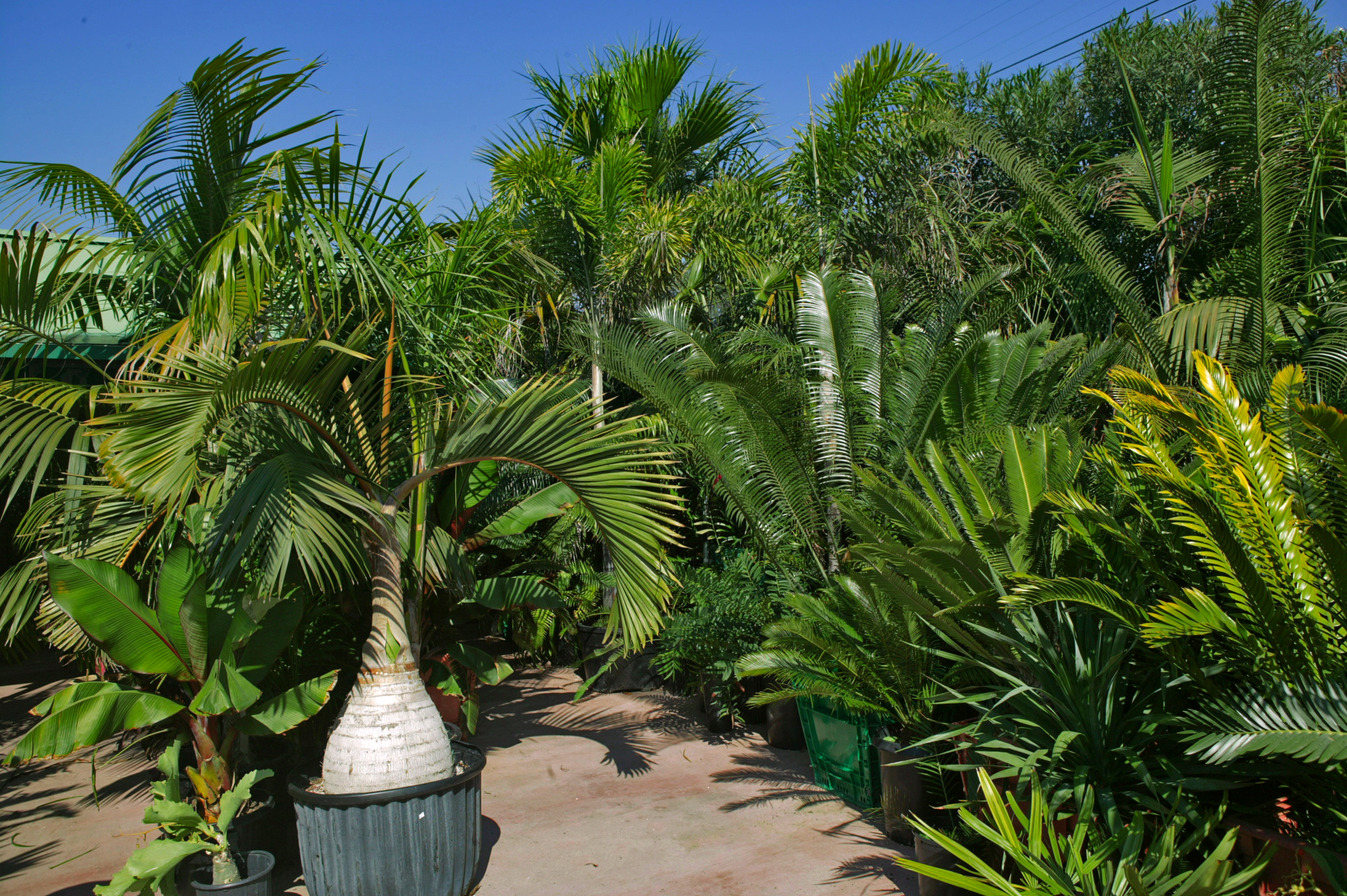 Tropical Nursery Sba Pre Roved S Acquisitions Of Tropical Nursery Sba Pre Roved S Acquisitions Of California Family Owned Businesses