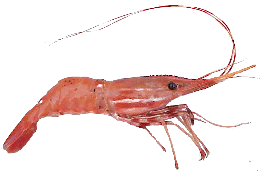 SpotShrimp.gif