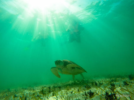 Warum wir wieder mit Schildkröten in Akumal schwimmen (aktualisiert Juli 2020)