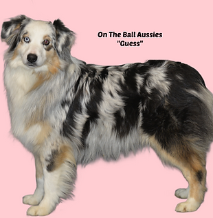 guess.png