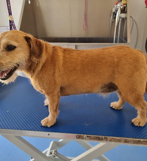 Crossbreed jack russell terrier wire hair dachshund