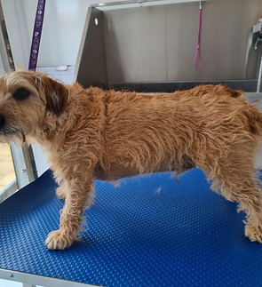 Crossbreed jack russell terrier wire hair dachshund