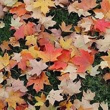fall-leaves-cleanup.jpg