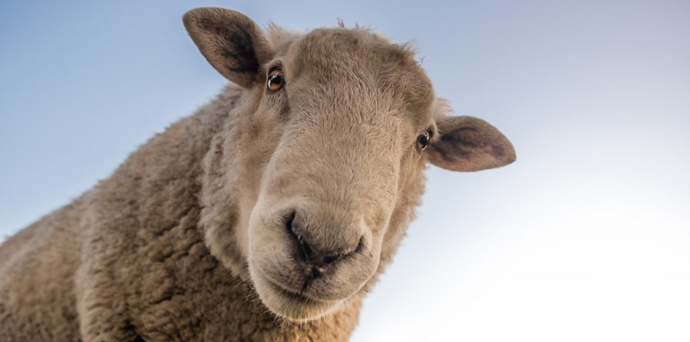 entretien-espaces-verts-ecopastoralisme-