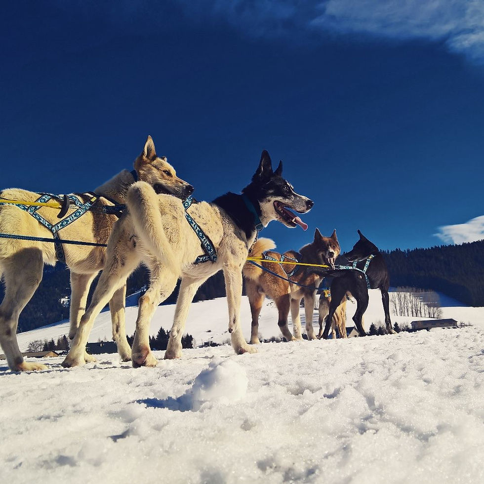 chiens de traîneau