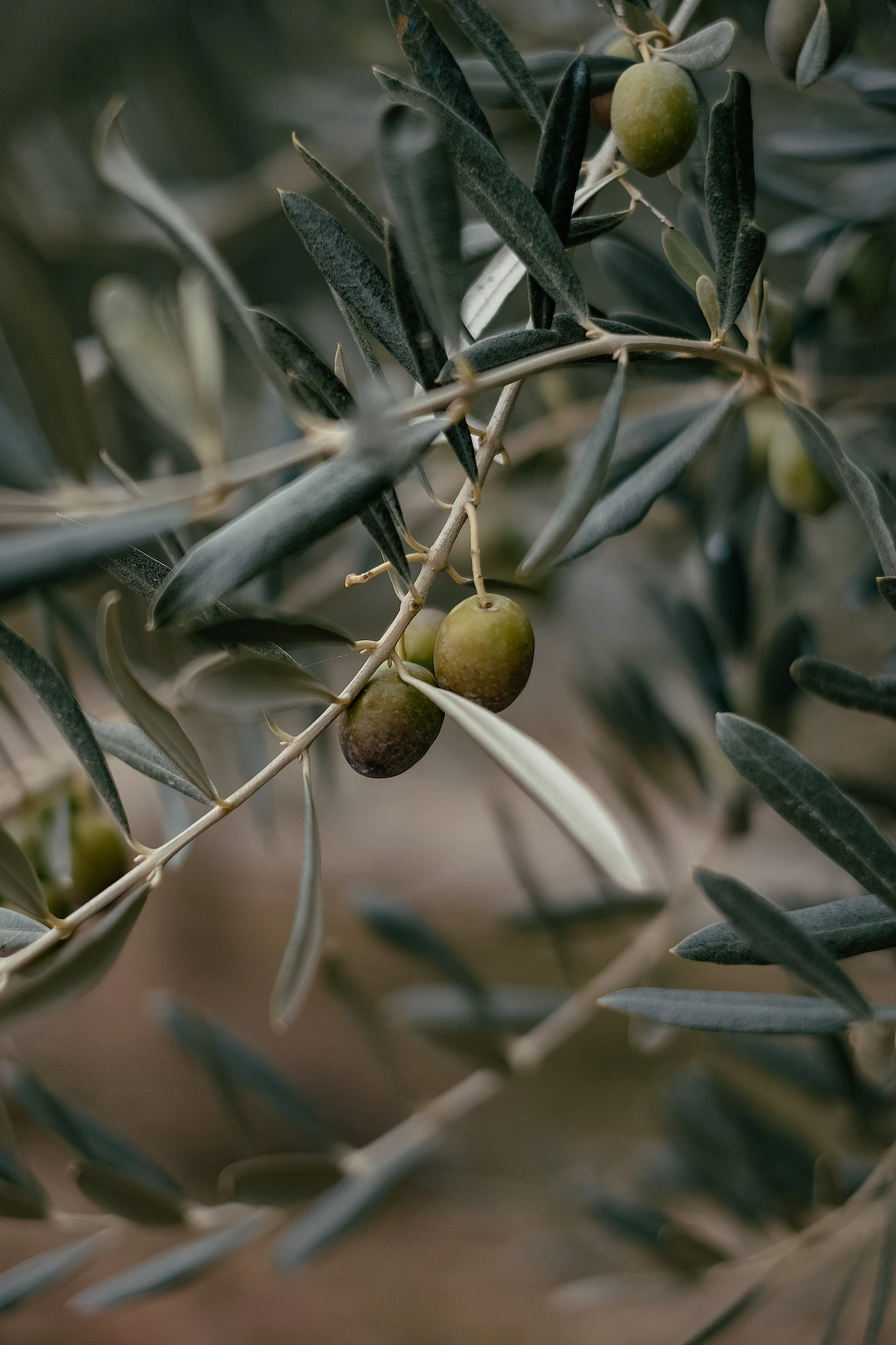 photo-1591122523233-22037c1dec9f.webp