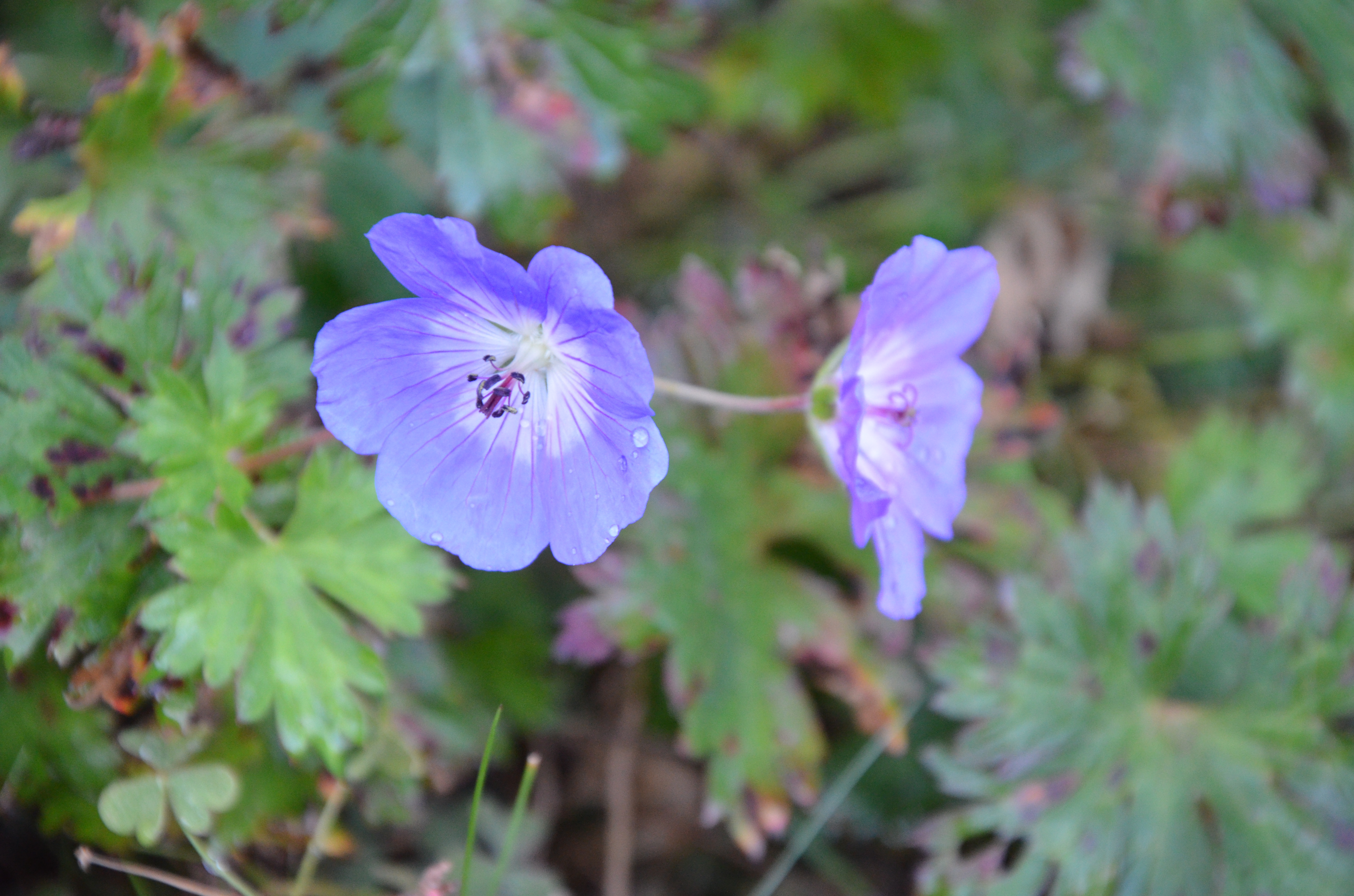 Il geranium Rozanne