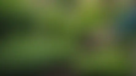 A Garden Bed of Herbs