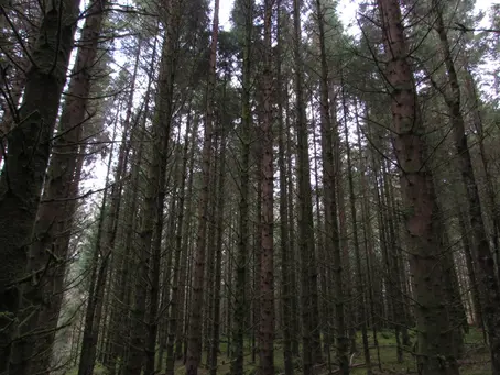 On the Ground: Ending the Hell of Scotland’s Conifer Plantations (by Patrick Phillips, Scotland, UK)