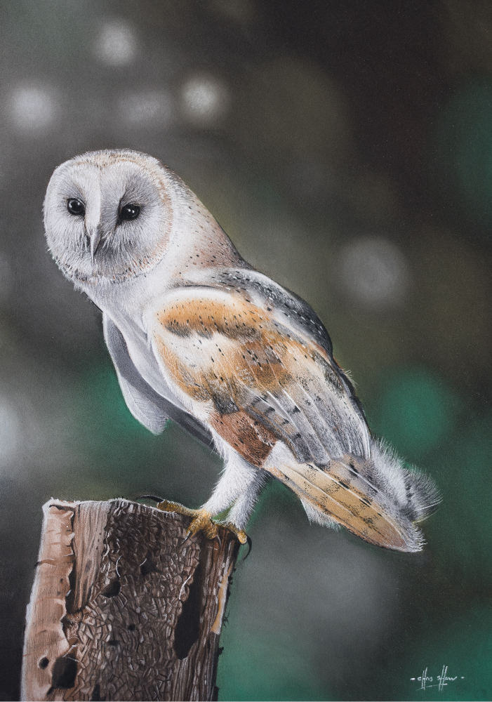 Barn Owl