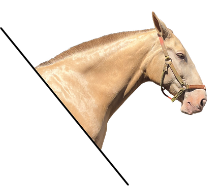Caballo español capa perlina