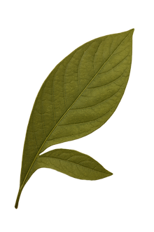 folha de acanto real.png