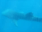 Whale Shark off Mexico
