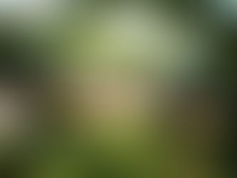 Villa Creole - Apartments