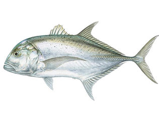 Giant trevally