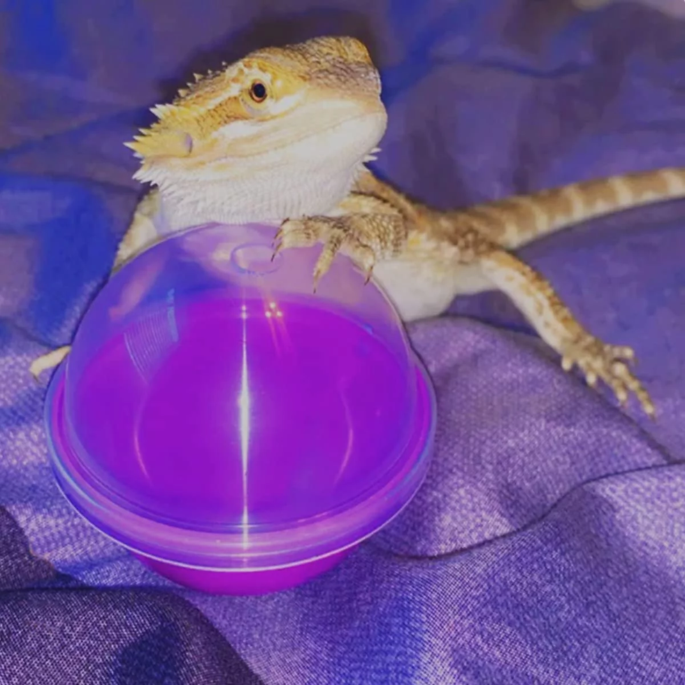 Thumbnail: 6 Pack Lizard Feeding Balls Reptile Interactive Enrichment Toy