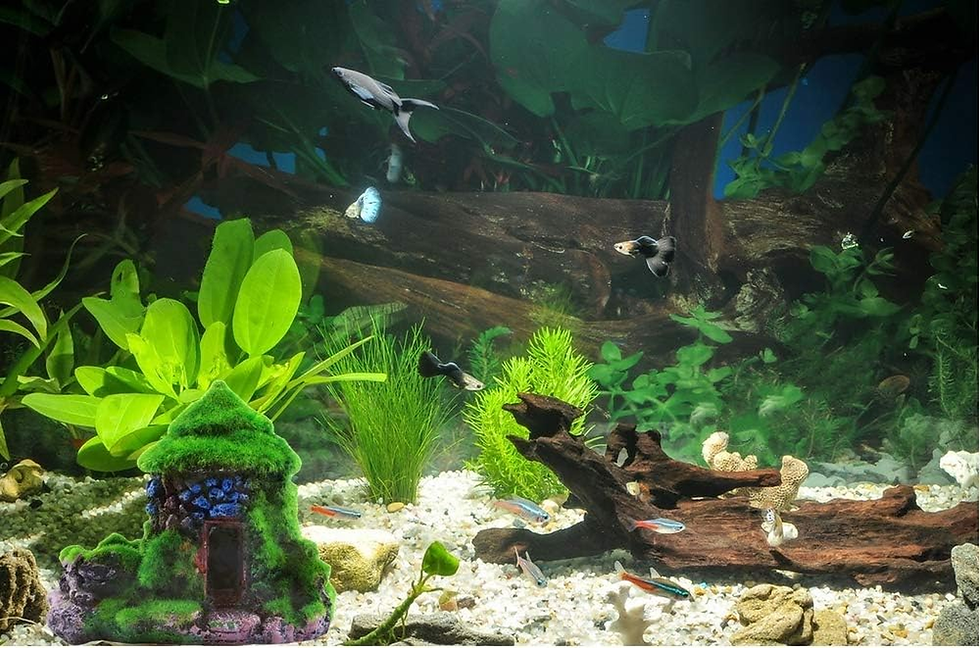 Thumbnail: Betta Fish Hideout Cave with Green Moss Aquarium Decoration for Small Tanks