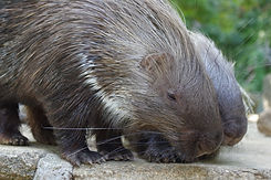 porcupine-3636019_1280.jpg