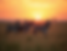 A-group-of-zebras-standing-in-a-grassy-field-at-sunset.png
