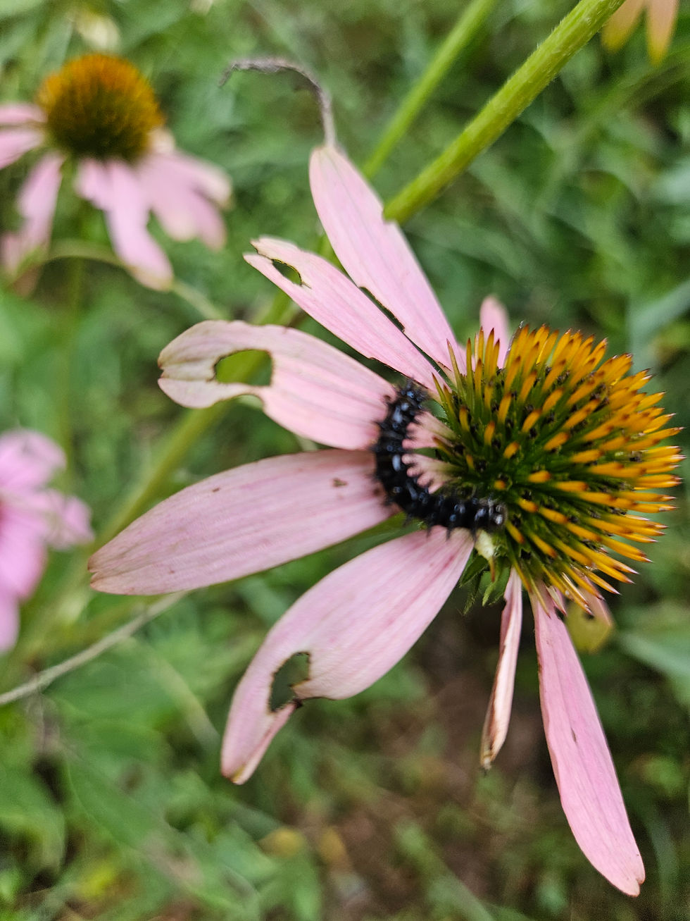 Silvery Checkerspot Caterpillar using Purple Echinacea. Goldfinches and other birds love the seed head in the winter, both great reasons to not deadhead.