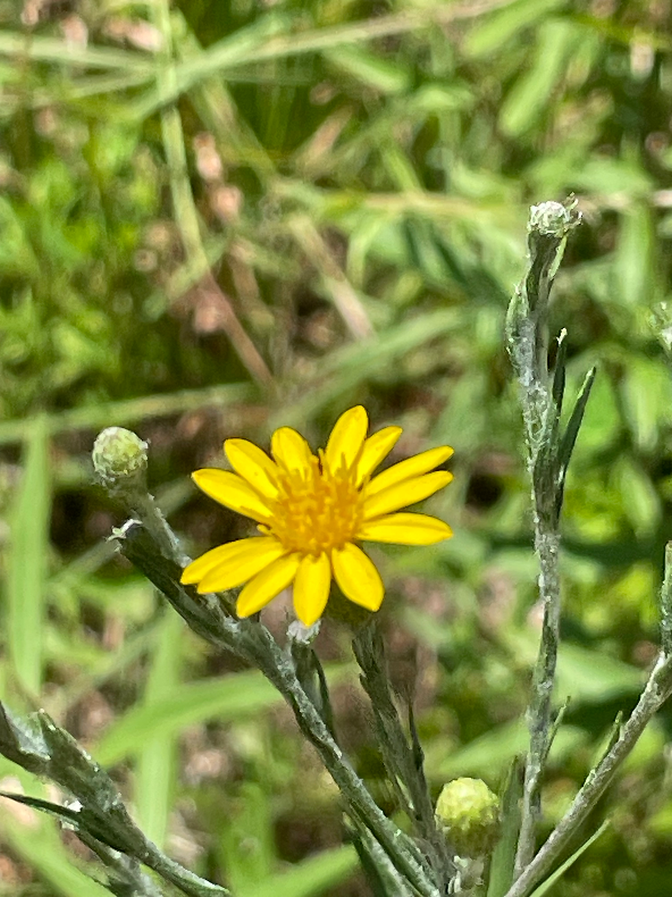 Narrowleaf silkgrass is a low growing groundcover that provides excellent erosion control.
