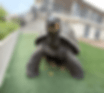 ezgif.com-resize.gif