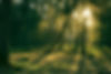 forest-4178175_1280.jpg