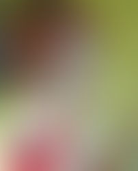 Lágrimas de cachémire