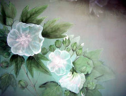 芙蓉