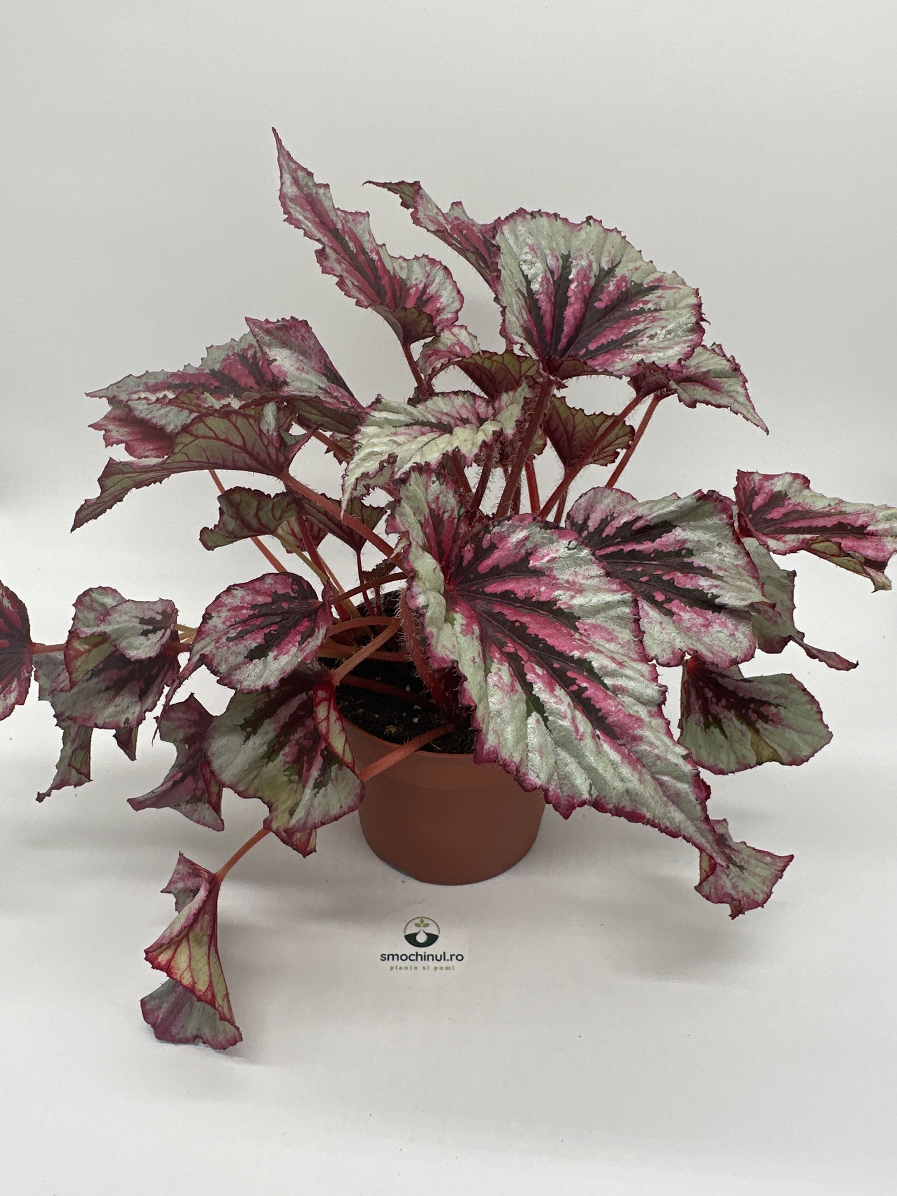 Begonia Argintiu in ghiveci de 15 cm