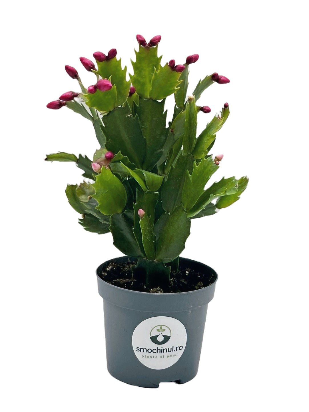 Craciunel Schlumbergera Truncata in ghiveci