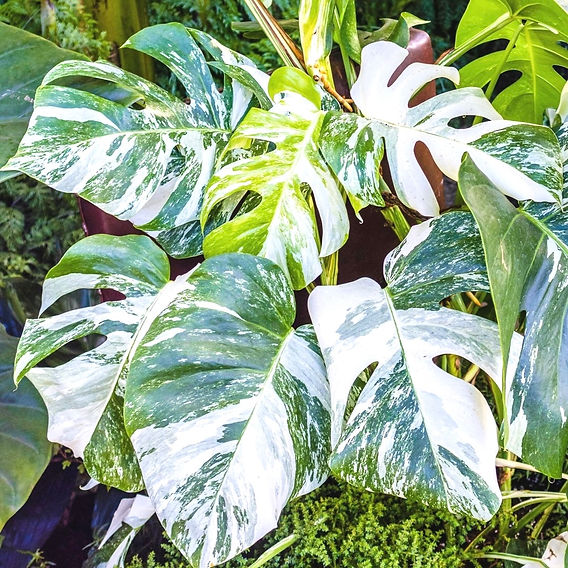 Fascinaia Monstera Variegata: O privire asupra celei mai iubite plante de  interior