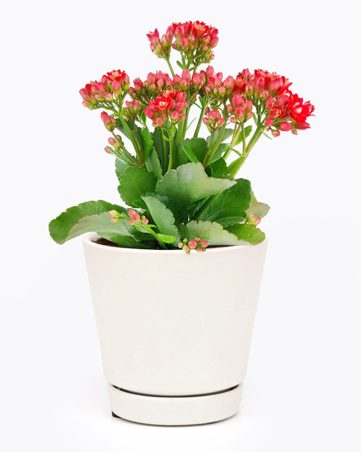 Kalanchoe Blossfeldina rosie, Ø ghiveci 15 cm, H 15-35 cm