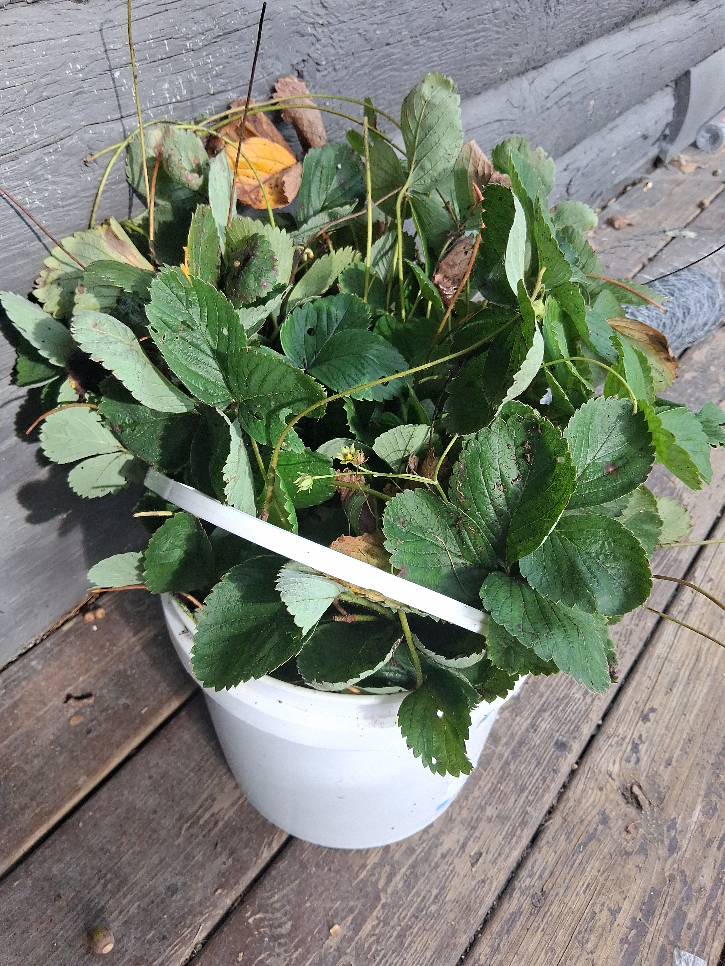 Honeoye Strawberry Plants