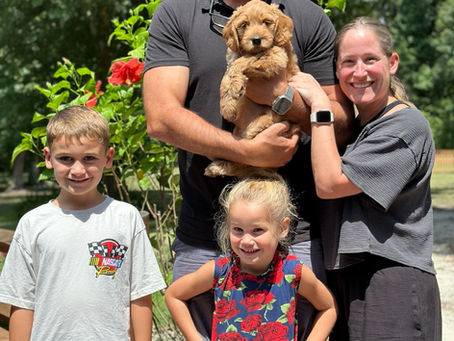 Australian Labradoodle Puppies for Adoption: What to Know Before Bringing One Home