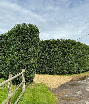 Trimmed and shaped hedge row at entrance to property