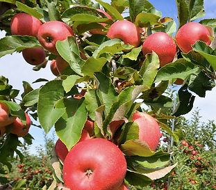 Red apples.jpg