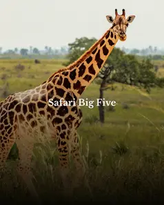Ruta por de safari big five por Sudáfrica con wakea travel este 2026