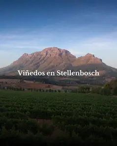 Visita los viñedos en Stellenbosch por Sudáfrica con Wakea travel este 2026