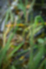 NatuurEnTuin_ArdSnellen_kwaaak.jpg