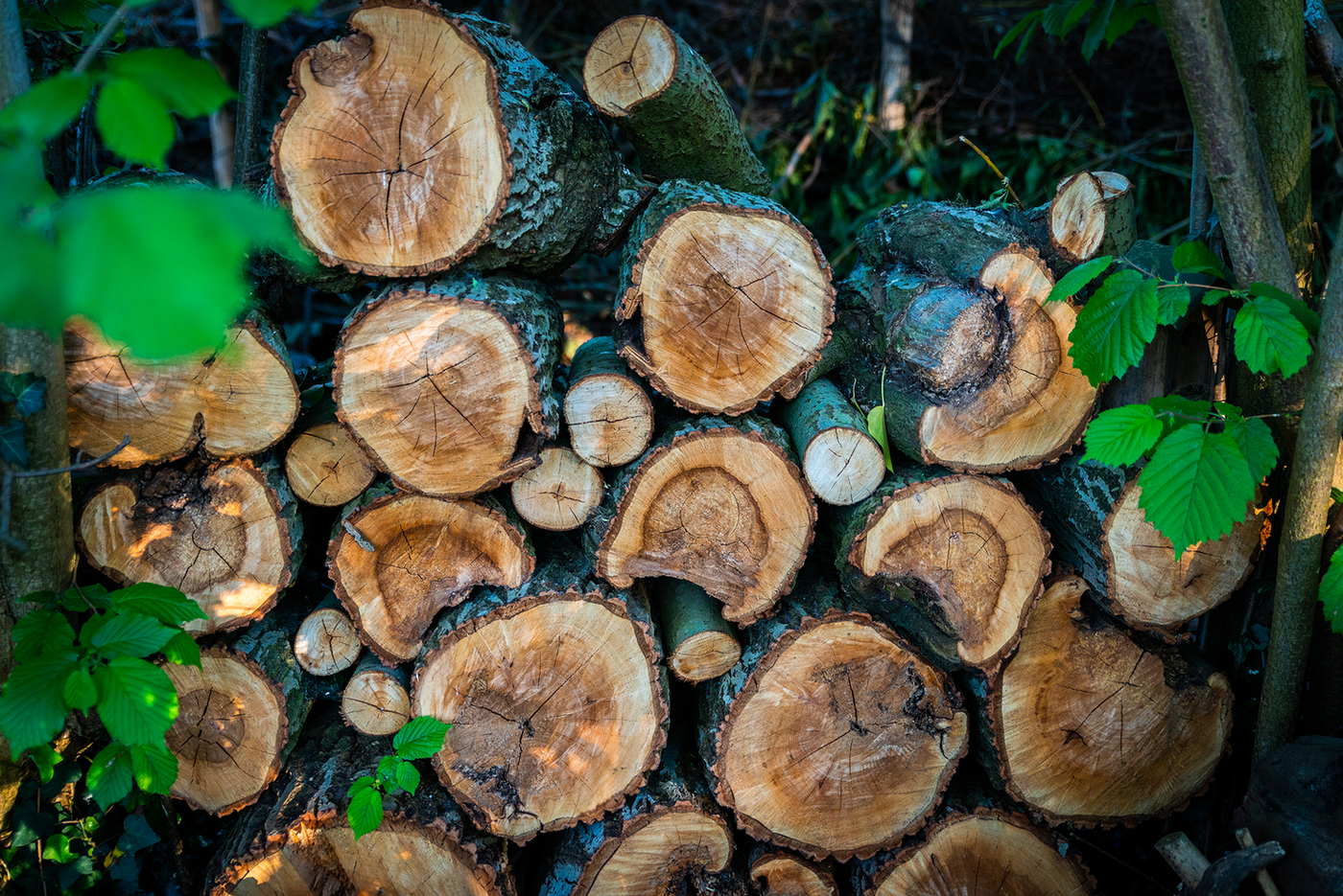 NatuurEnTuin_ArdSnellen_stapel-dood-hout.png
