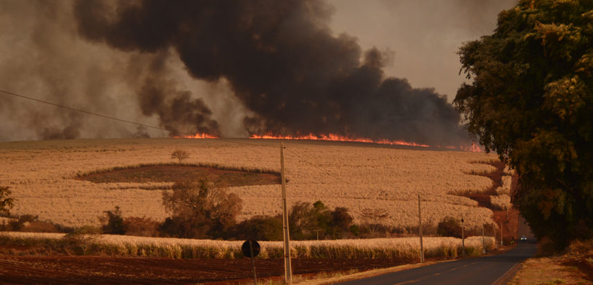 Em alerta de incêndios, Estado ainda enfrenta consequências do recorde histórico de 2024