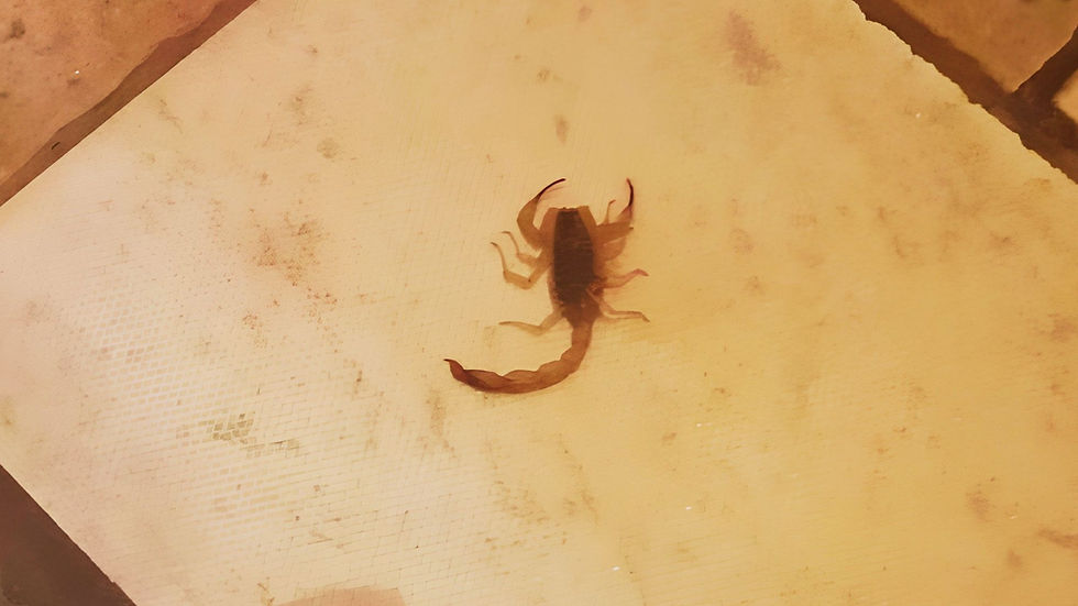 Esorpião encontrado na casa de Alessandre Carreira, morador do Centro de Motuca. Foto: Arquivo pessoal