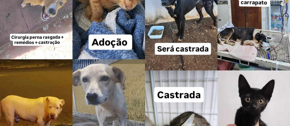 Voluntários castraram mais de 200 animais desde 2019 com contribuições, rifas e vendas solidárias