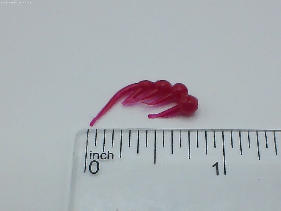 Red soft plastic micro frog lure, on ruler