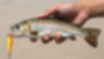 Rainbow trout caught with an orange fishing lure