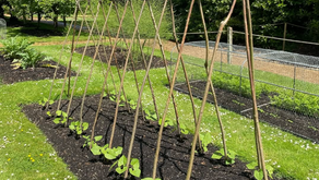 Dwarf Beans: How to Grow, Harvest, and Enjoy